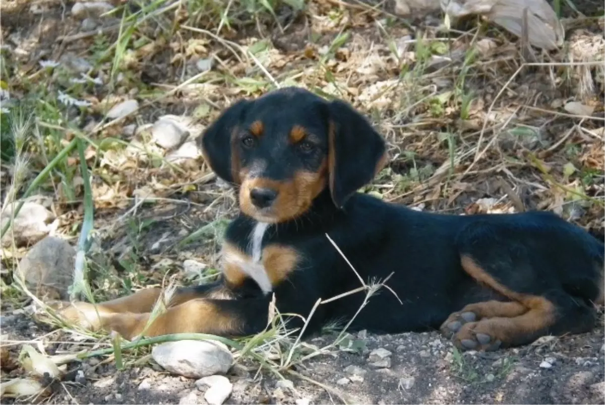 Yerli Irklar Çalıştayı Karşıyaka\'da Yapılıyor