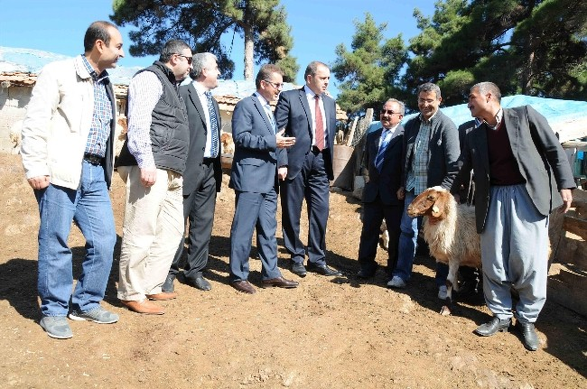 Boztepe Köylülerine Orköy Kredileri Kapsamında Koyun Dağıtıldı