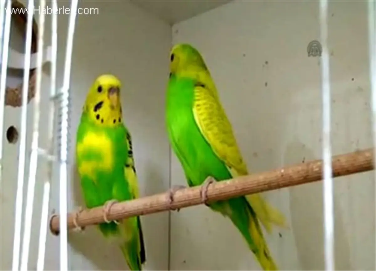 Hobisi Sarı Lacivert Kuş Üretmek