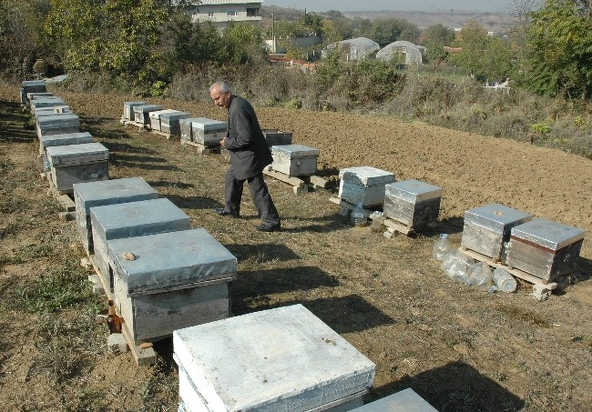 Kovanları İstila Eden Eşek Arıları, Milyonlarca Bal Arısını Yedi