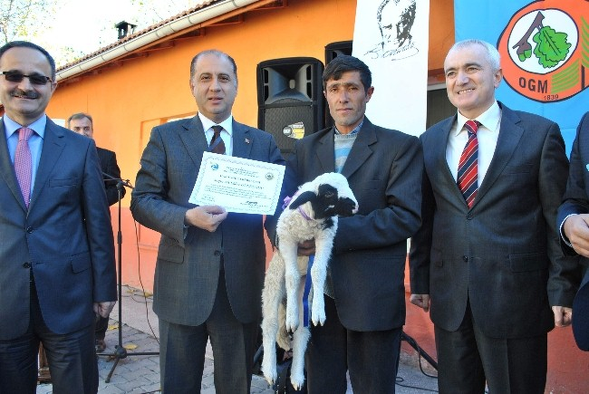 Amasya'da Köylülere 496 Küçükbaş Hayvan Dağıtıldı