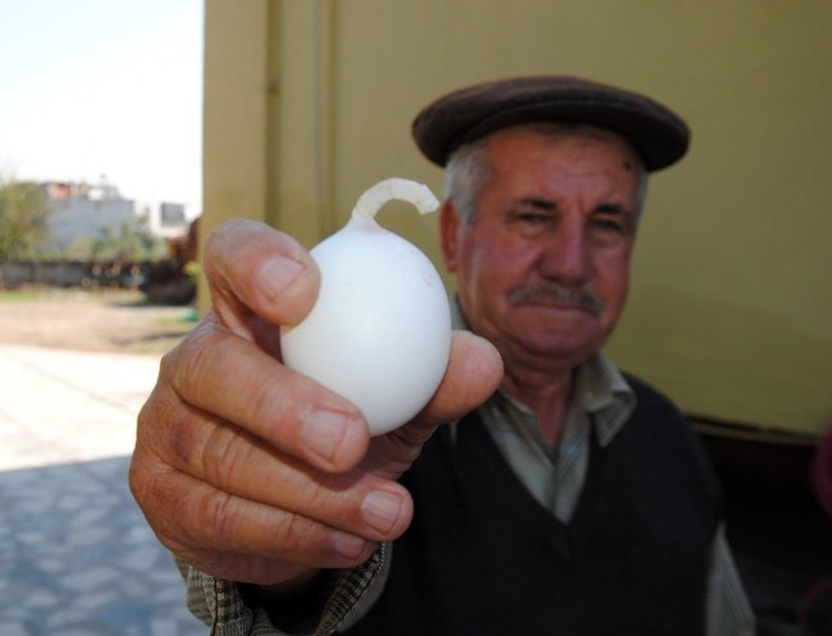 Prenses Tavuktan Saplı Yumurta