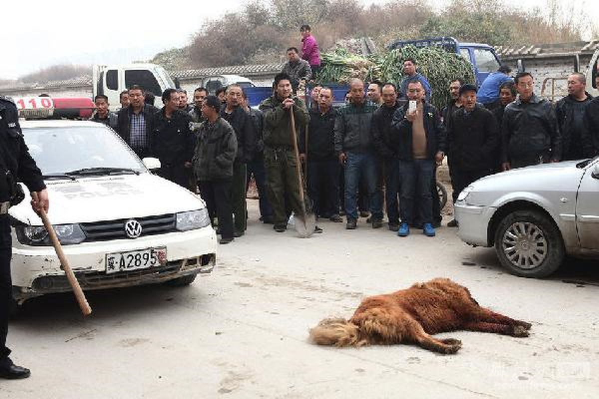60 Kişi 1 Köpeği Katletti