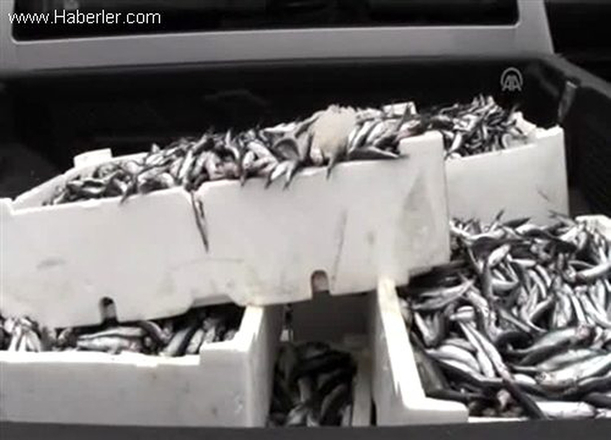 Bozulmuş balıkları hayvanlara bile vermediler