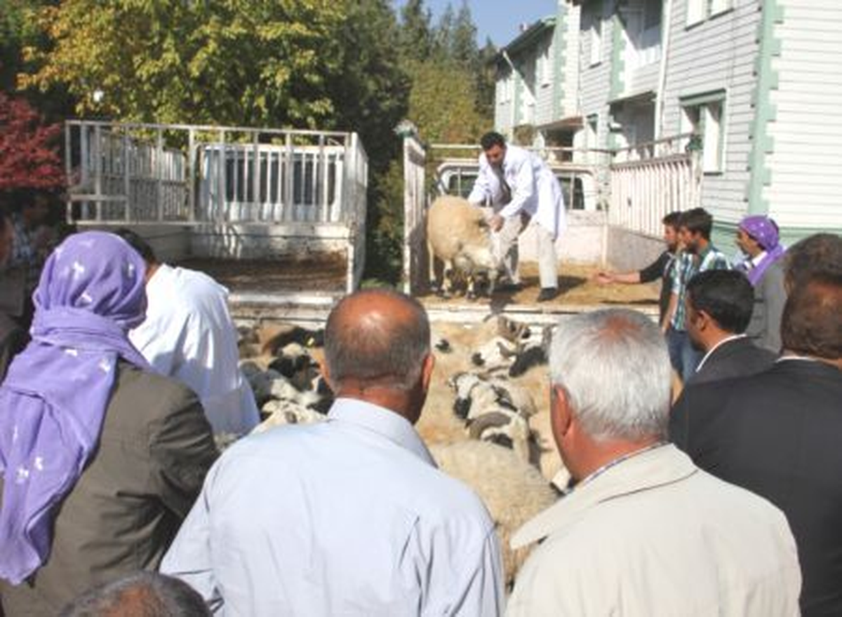 Diyarbakır\'da Yetiştiricilere Koç Dağıtıldı