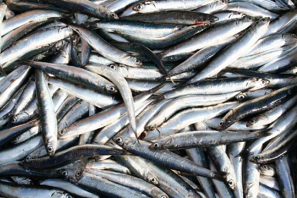 Hamsi, Poşette 5 TL, Kasada 20 TL\'den Satılıyor