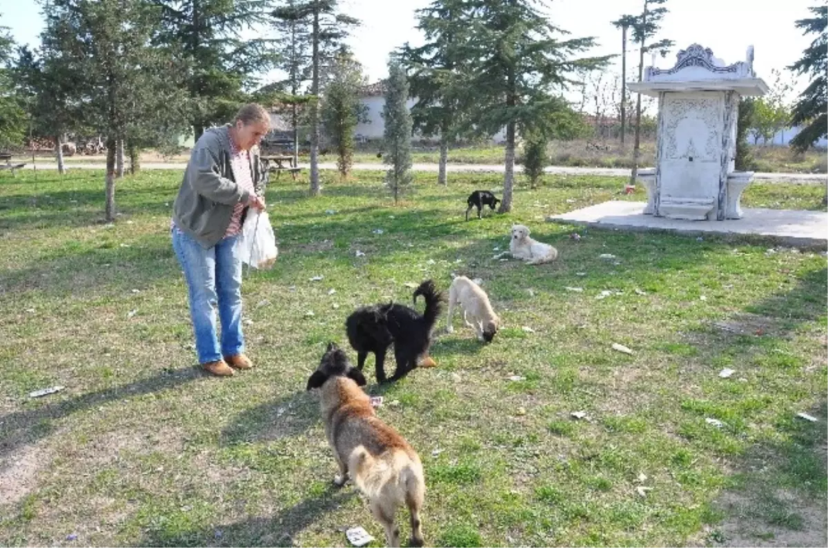 Hayatını Sokak Köpeklerine Adadı