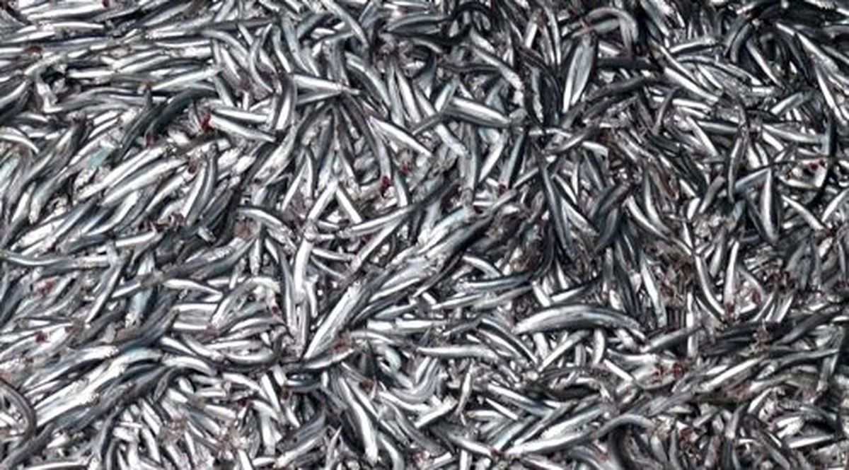 Sinop\'ta Avlanan Hamsiler Balık Fabrikalarına Gönderiliyor