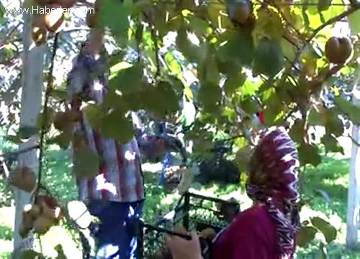 Ordu\'da Kivi Hasadına Başlandı