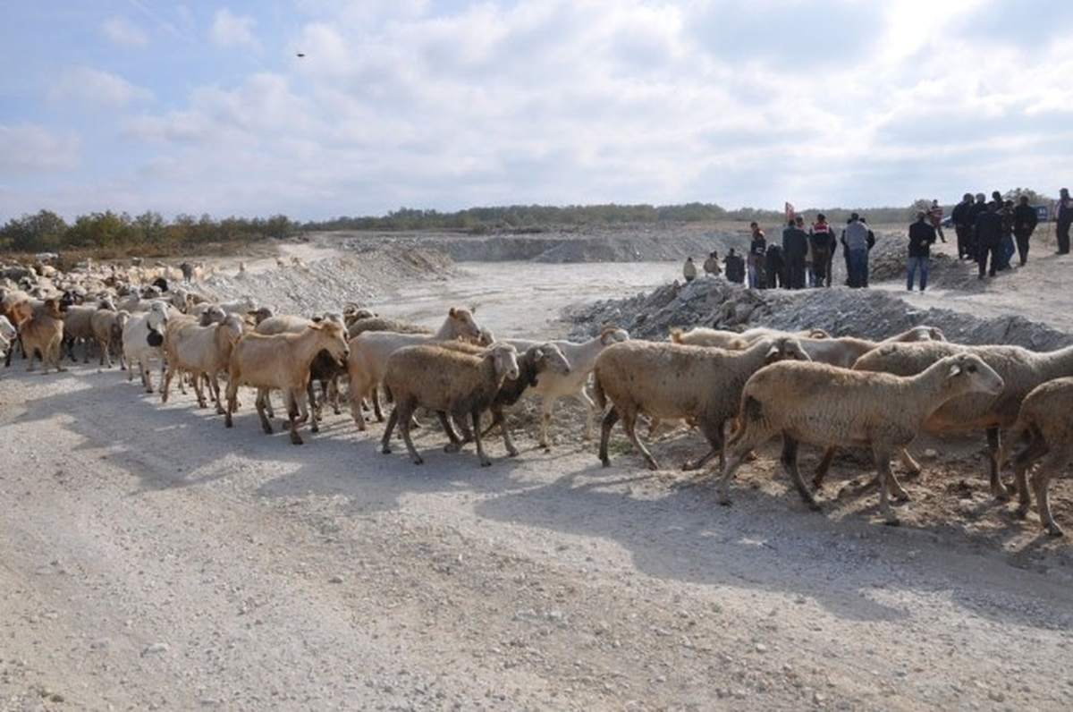 Keçili, Koyunlu, İnekli Taş Ocağı Tepkisi