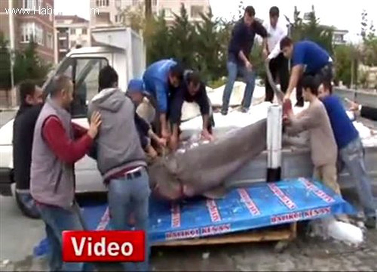 Marmara Denizi\'nde 1 Tonluk Köpek Balığı Yakalandı