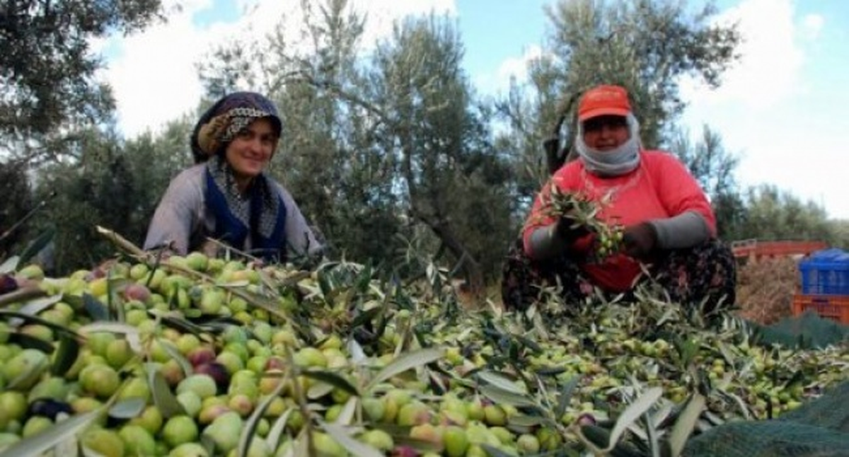Marmarabirlik Üreticilerden 52 Bin Ton Zeytin Alacak