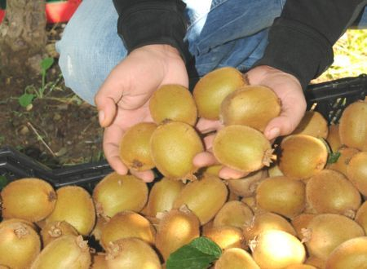 Orhangazi\'de Kivi Üretiminde 3 Bin 225 Ton Rekolte Beklentisi