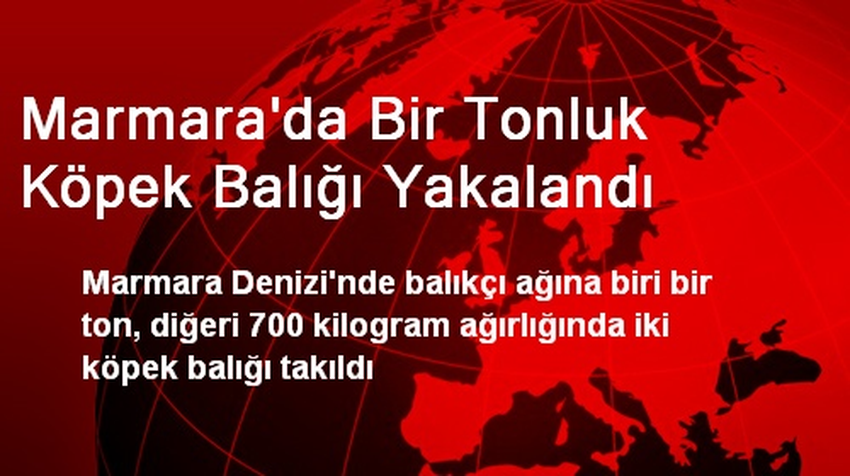 Marmara\'da Bir Tonluk Köpek Balığı Yakalandı