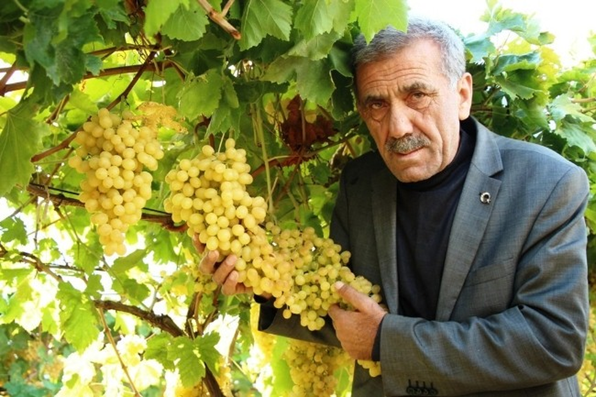 Sarıgöl\'de Üzüm Kesimleri Kasım Sonuna Kadar