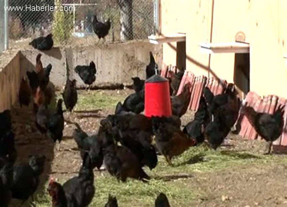 Üniversitede organik yumurta üretiliyor
