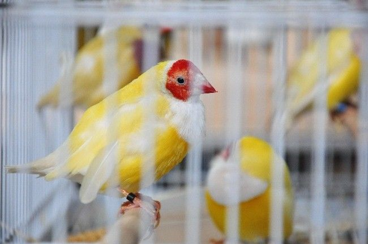 18. Kanarya ve Kafes Kuşları Türkiye Şampiyonası