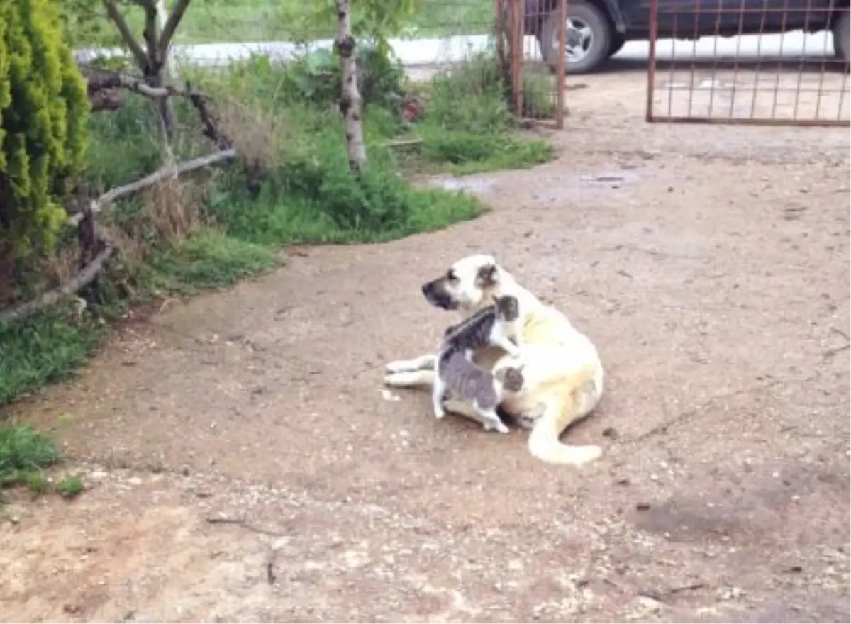 Kangal Köpeğinin Kediyle Dostluğu