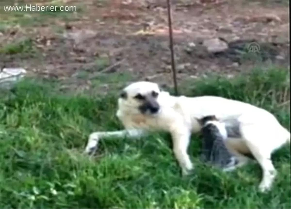 Kangal köpeğinin kediyle dostluğu