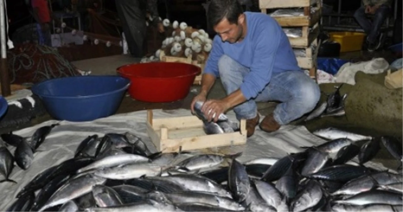 Karadenizli Balıkçılara Palamut Sürprizi