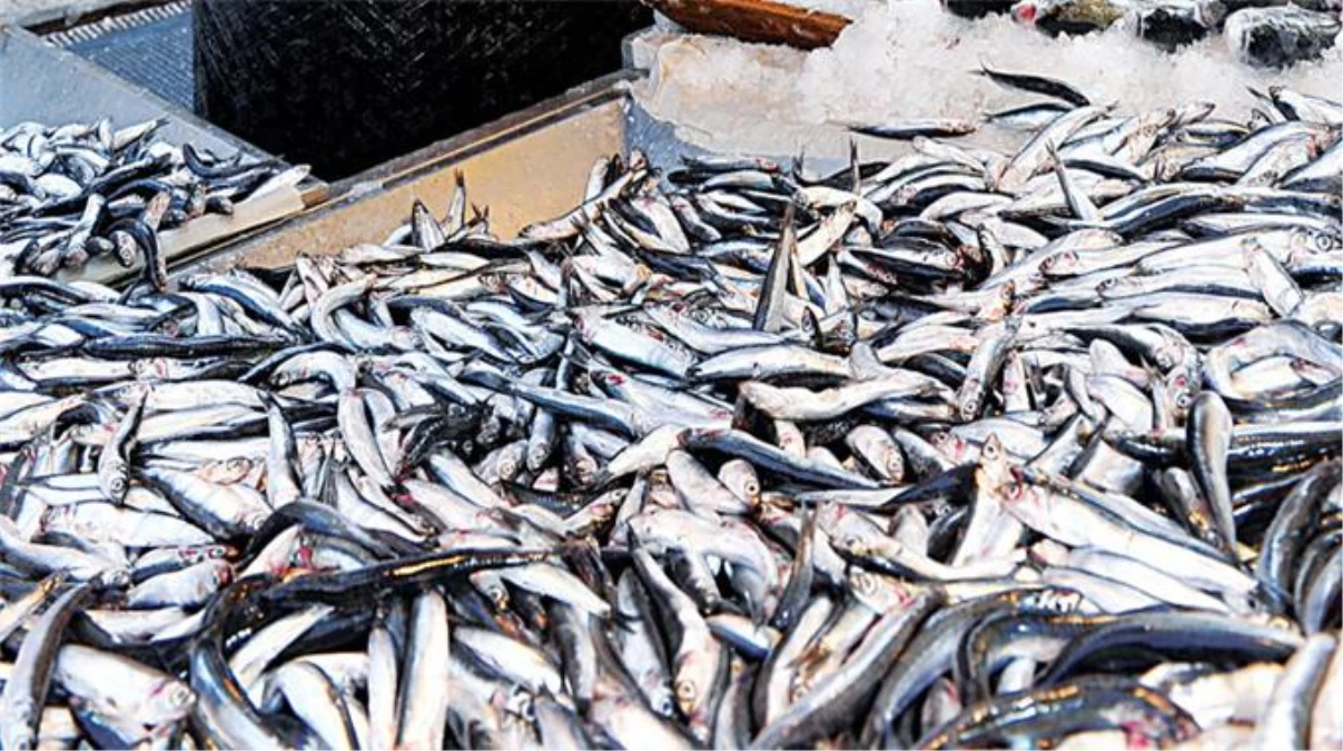 Karadenizli Doğulu\'dan 25 Kat Fazla Balık Tüketiyor