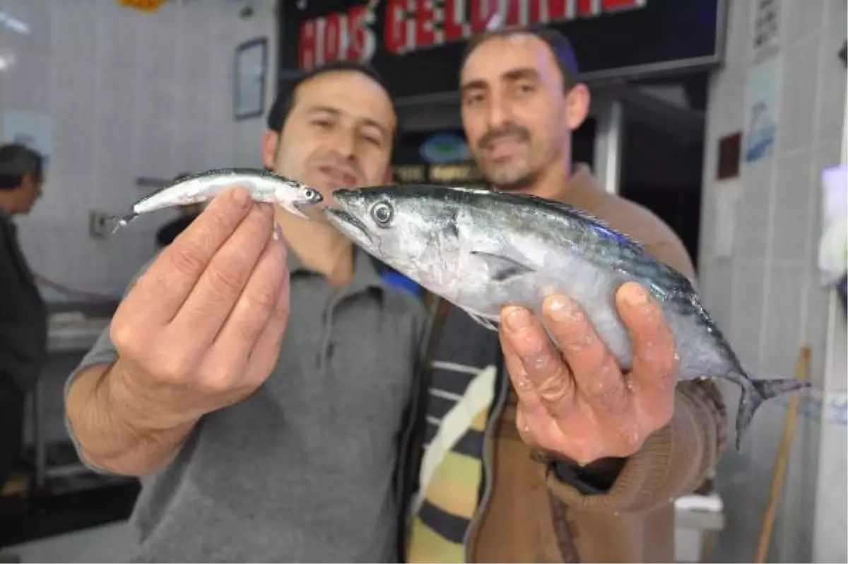 Su Soğudu, Hamsi Bollaştı