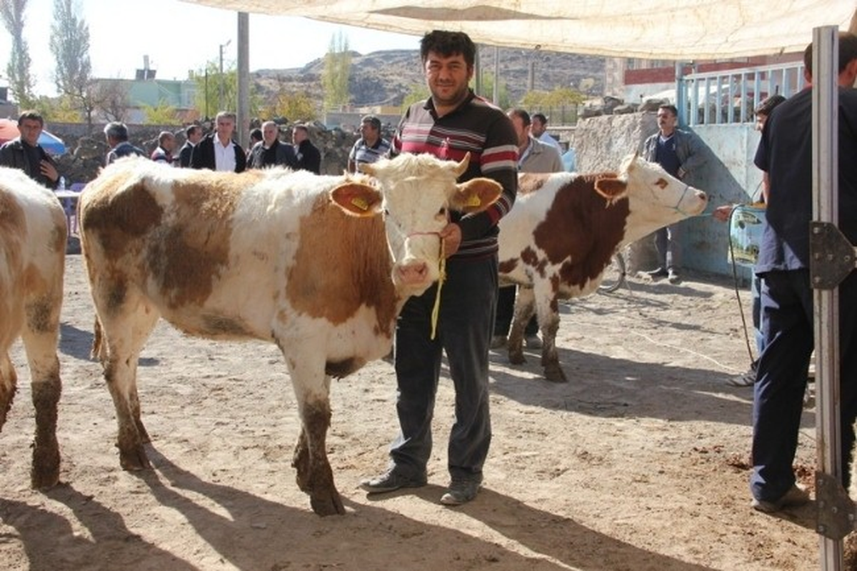 Suvermez\'de Üretcilere Gebe Düve Dağıtıldı