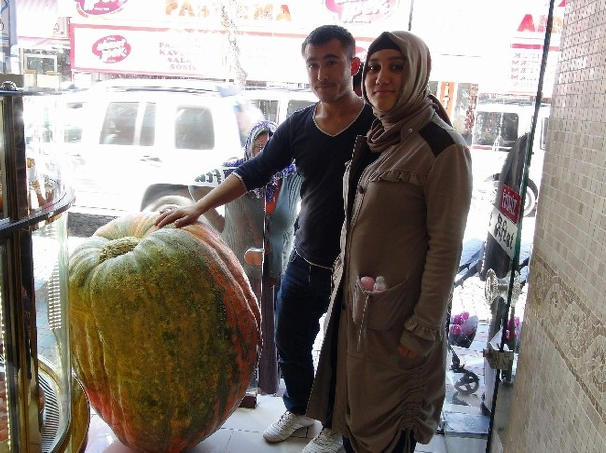 Afyonkarahisar\'da Yetiştirilen Dev Balkabakları Görenleri Şaşkına Çeviriyor