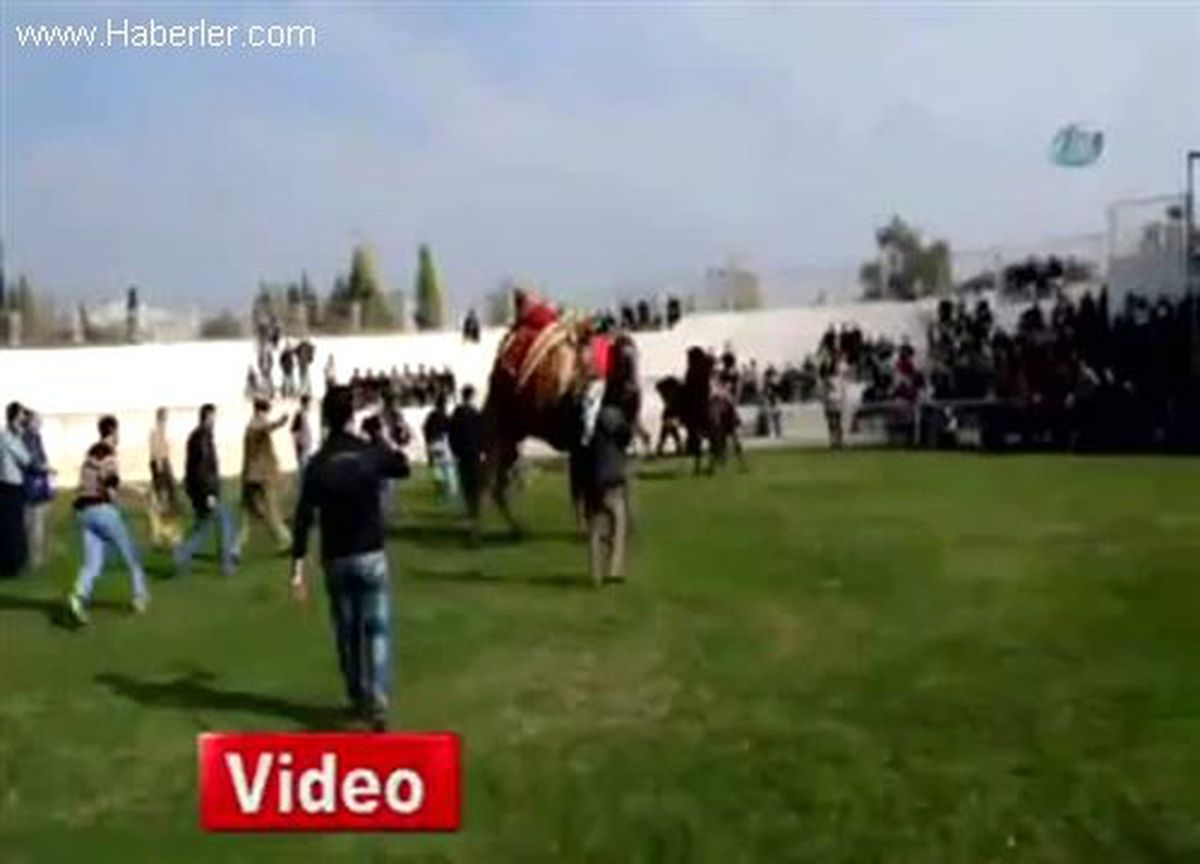 Balıkesir\'de Develer Kaçtı Sahipleri Kovaladı