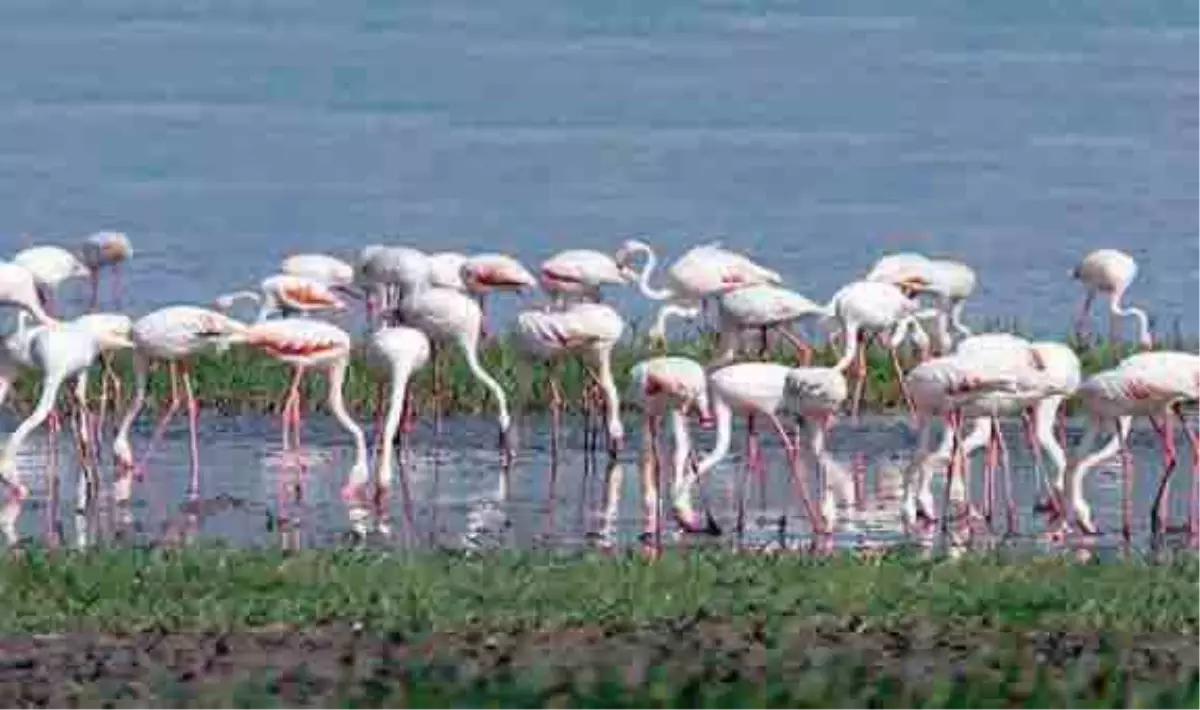 Doğu\'nun Kanatları İlgi Bekliyor