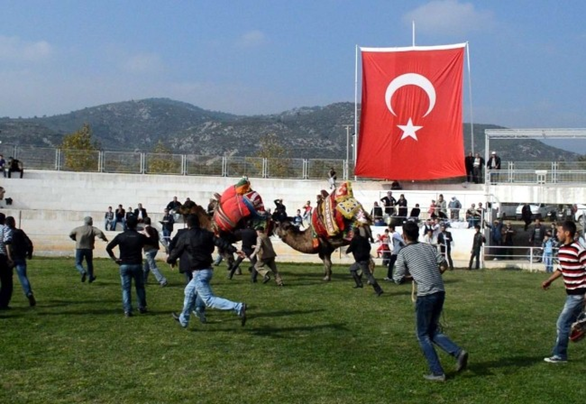 Edremit\'te Develer Kaçtı, Sahipleri Kovaladı