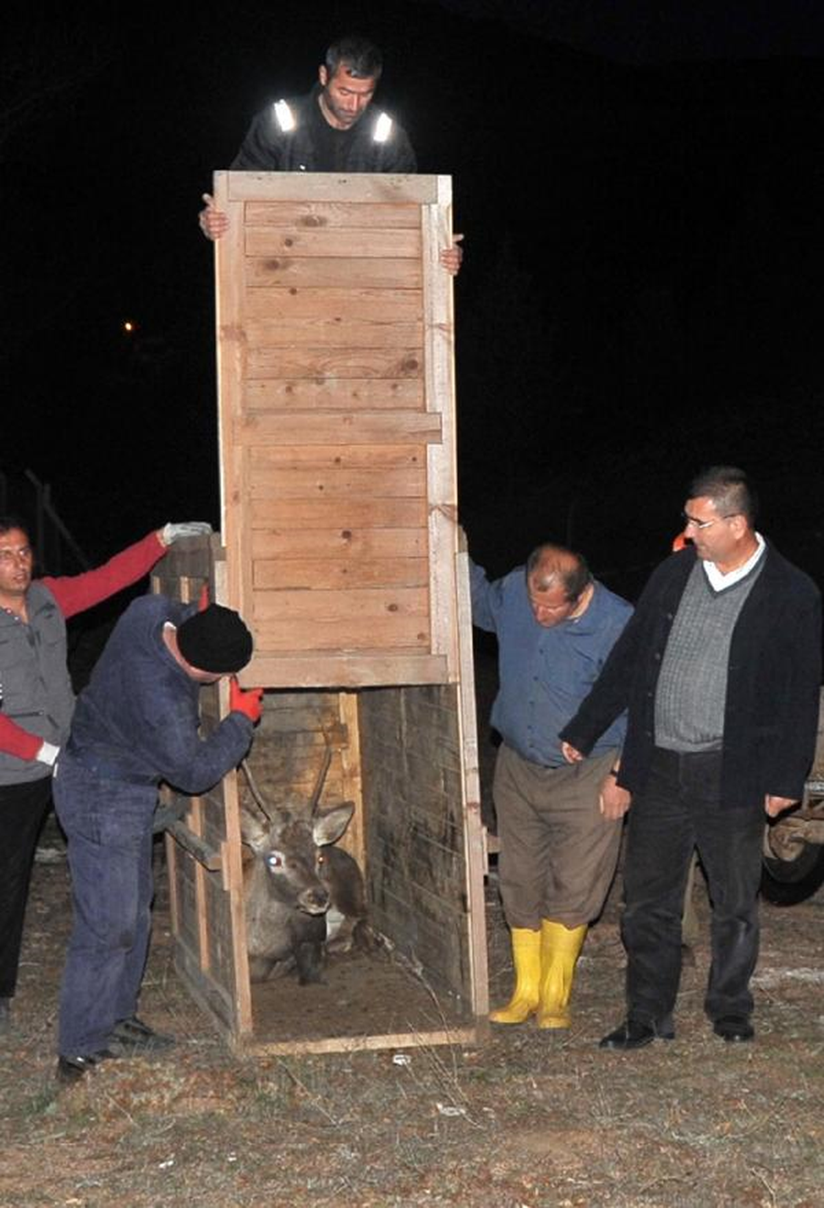 Gümüşhane\'de Doğaya 13 Kızıl Geyik Bırakıldı