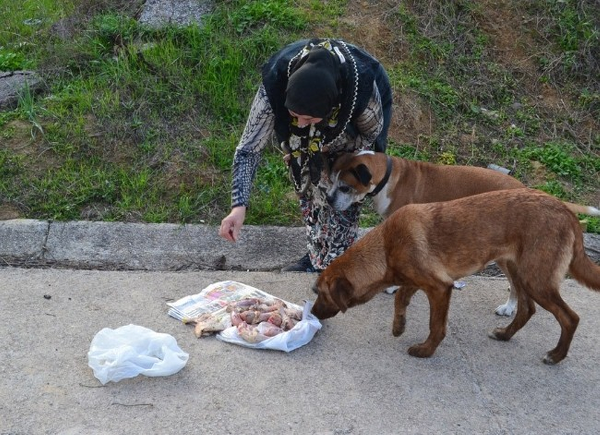 (Özel Haber) Sokak Hayvanlarını Zehirlemek İstediler