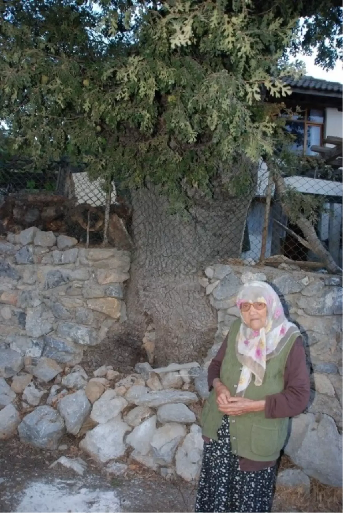 400 Yıllık Meşe Ağacı Koruma Altında