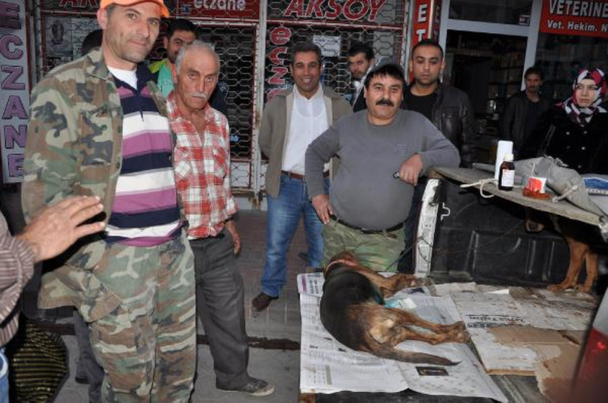 Avcılar Domuzların Saldırısına Uğradı