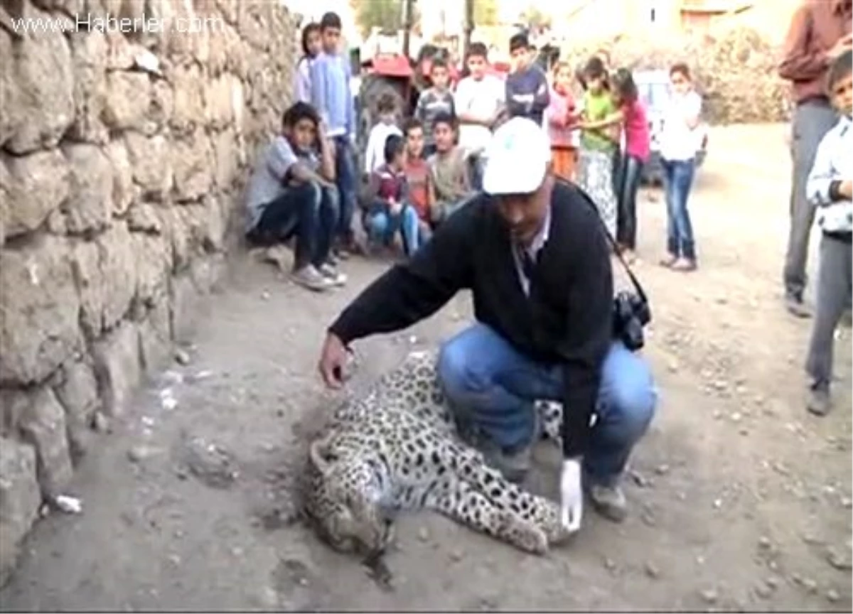 Diyarbakır\'da görülen leopar