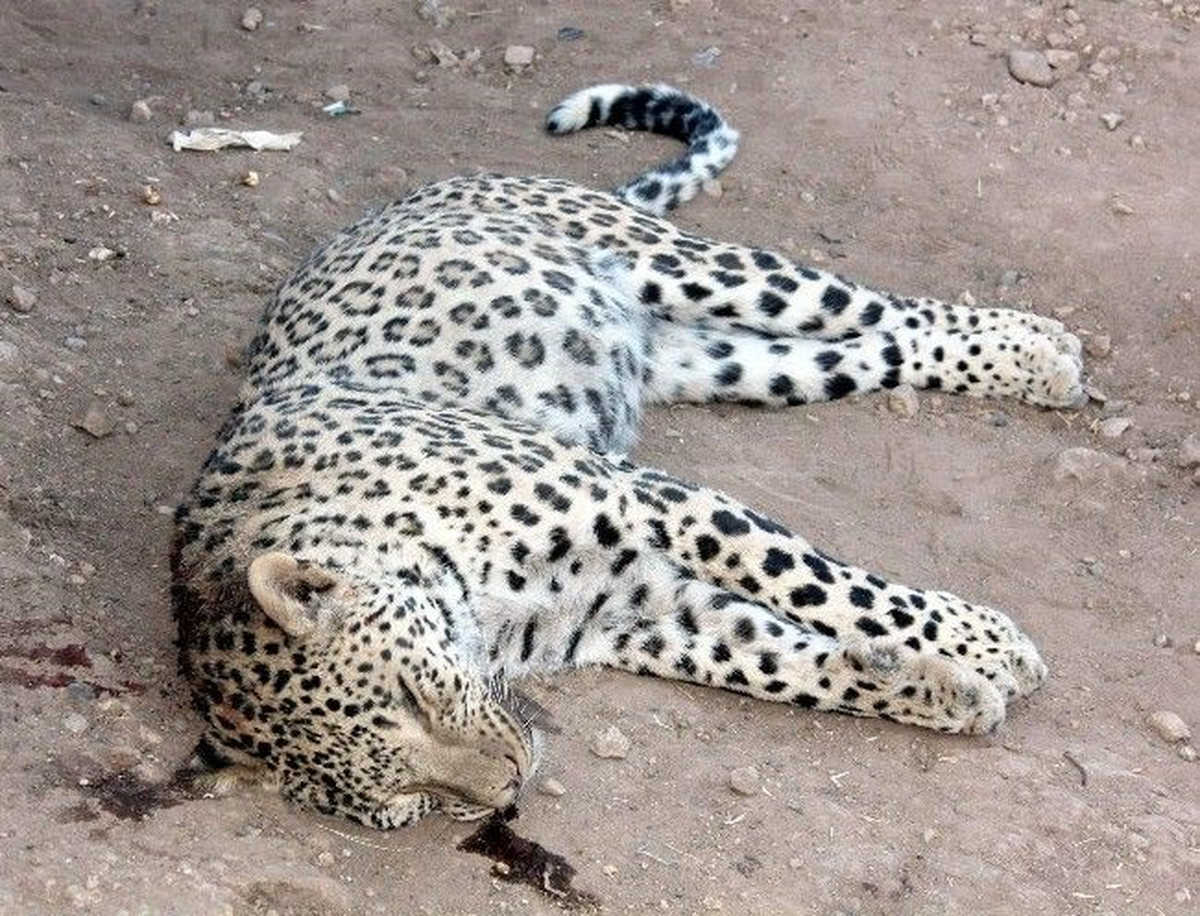 Diyarbakır\'daki Leopar Saldırısı