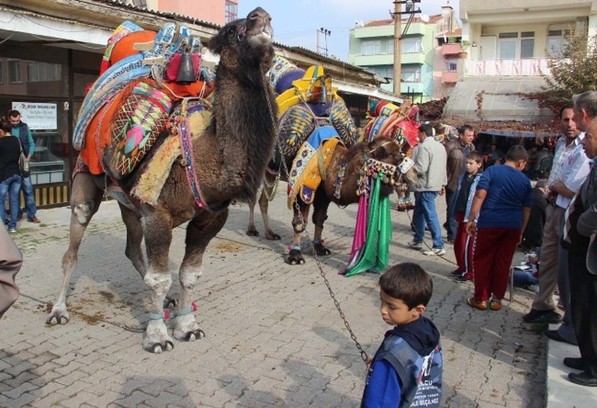 Güreşçi Develer Törenle Havut Giydi