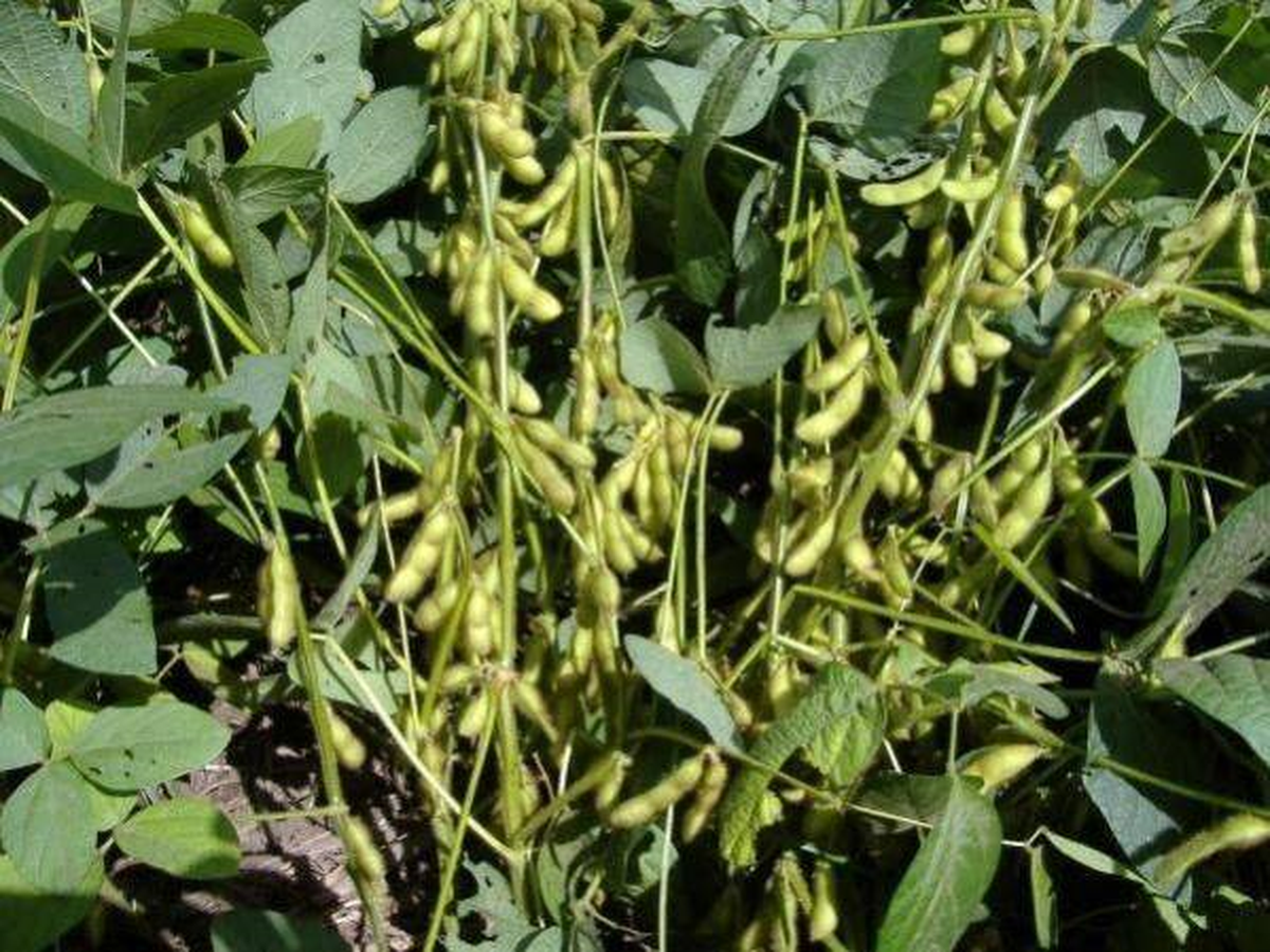 Kızıltepe\'de Soya Fasulyesi Hasadı Yapıldı