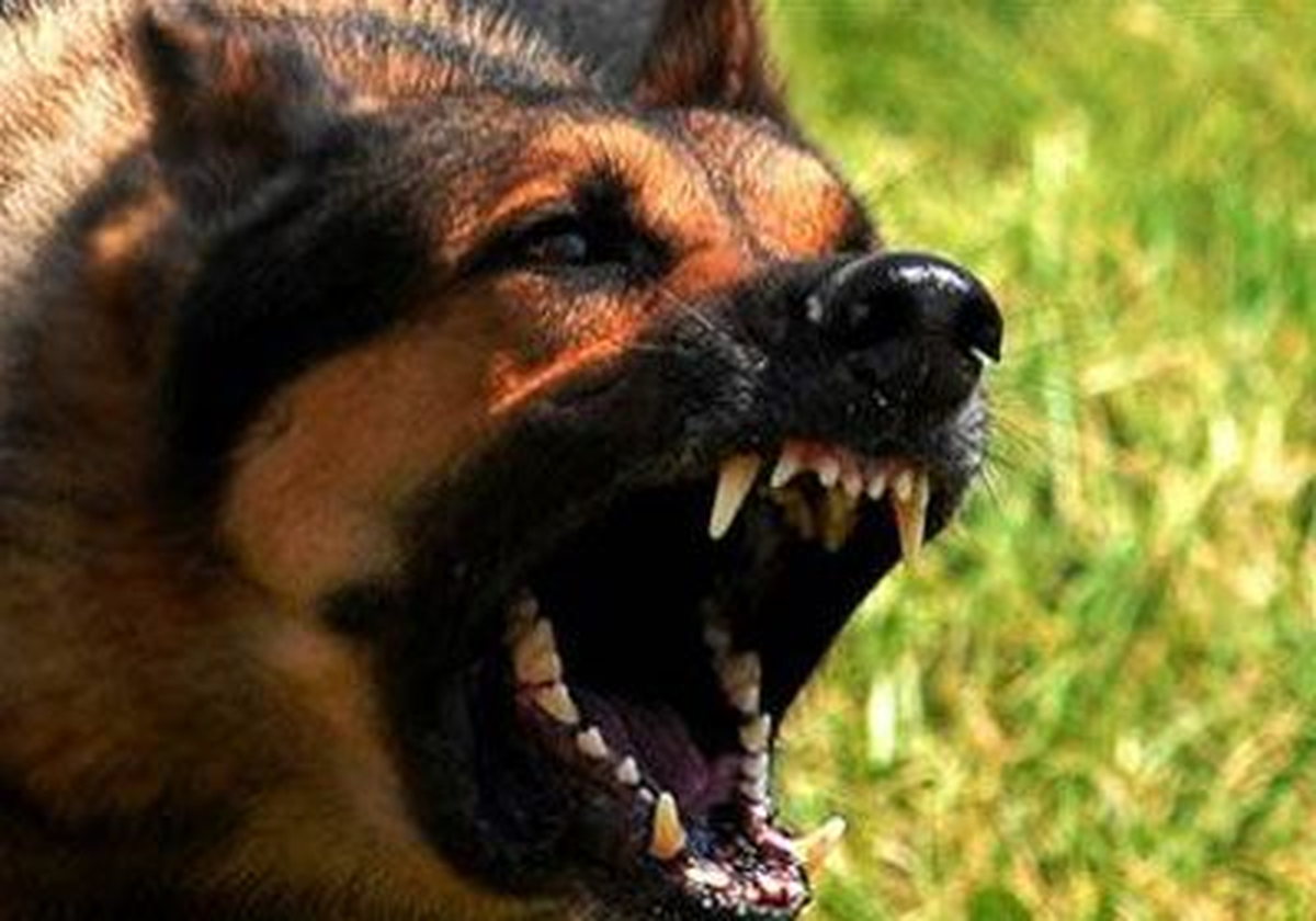 Köpeğin Saldırdığı Minik Yusuf'a 30 Dikiş Atıldı