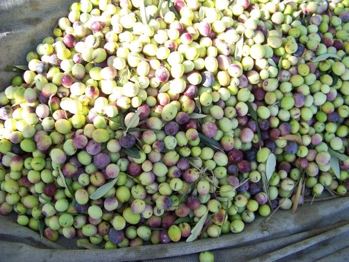 Tarsus\'ta Zeytin Rekoltesinde Düşüş Bekleniyor