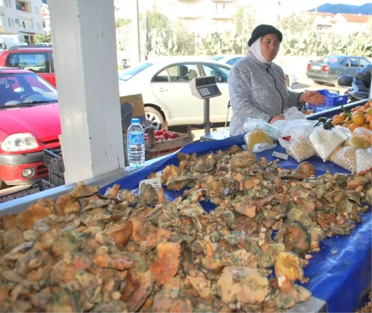 Aydın\'da Çıntar Mantar Sezonu Başladı