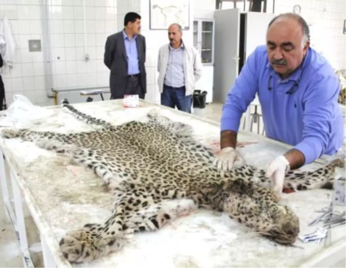 Diyarbakır\'da Ele Geçirilen Leopar