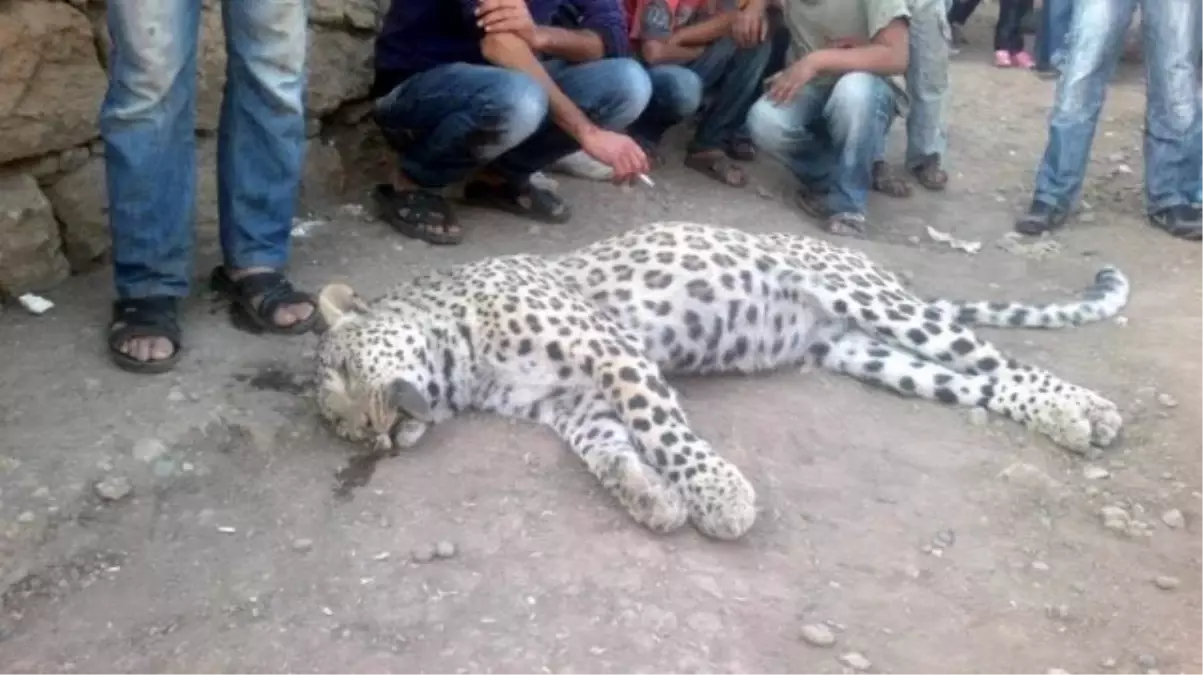 Diyarbakır\'da Görülen Leopar