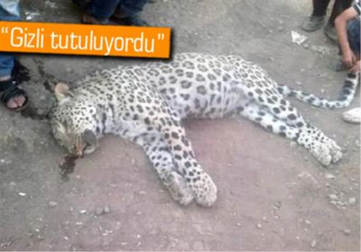 Hayvan Bilimcileri Öldürülen Leopar Hakkında Konuştu