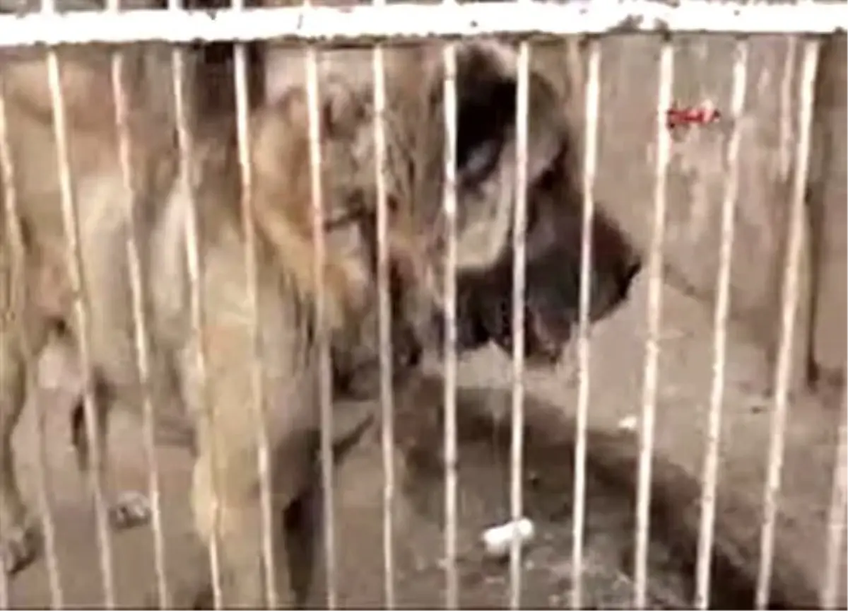 Kangal Köpeği 72 Bin Liraya Satıldı