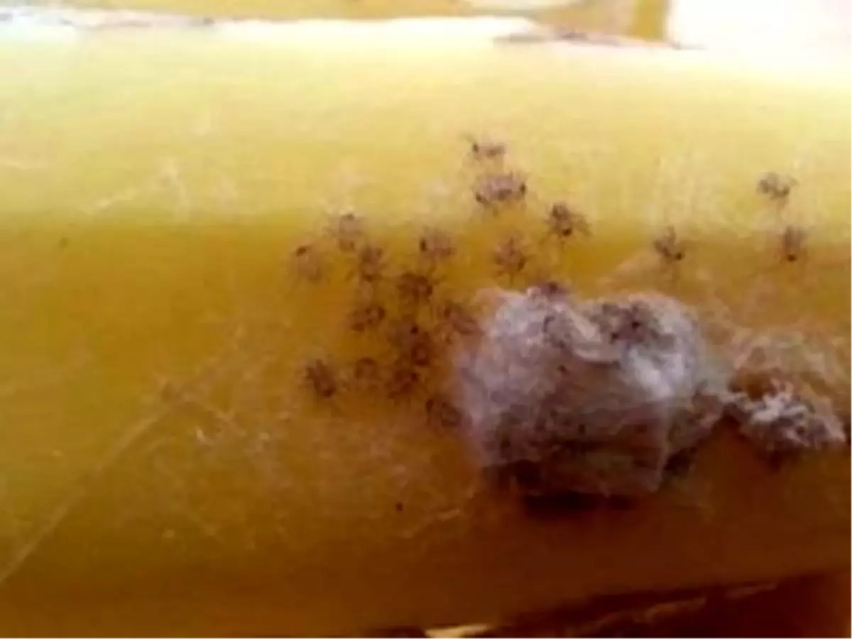 Muzdan Öldürücü Örümcek Sürüsü Çıktı