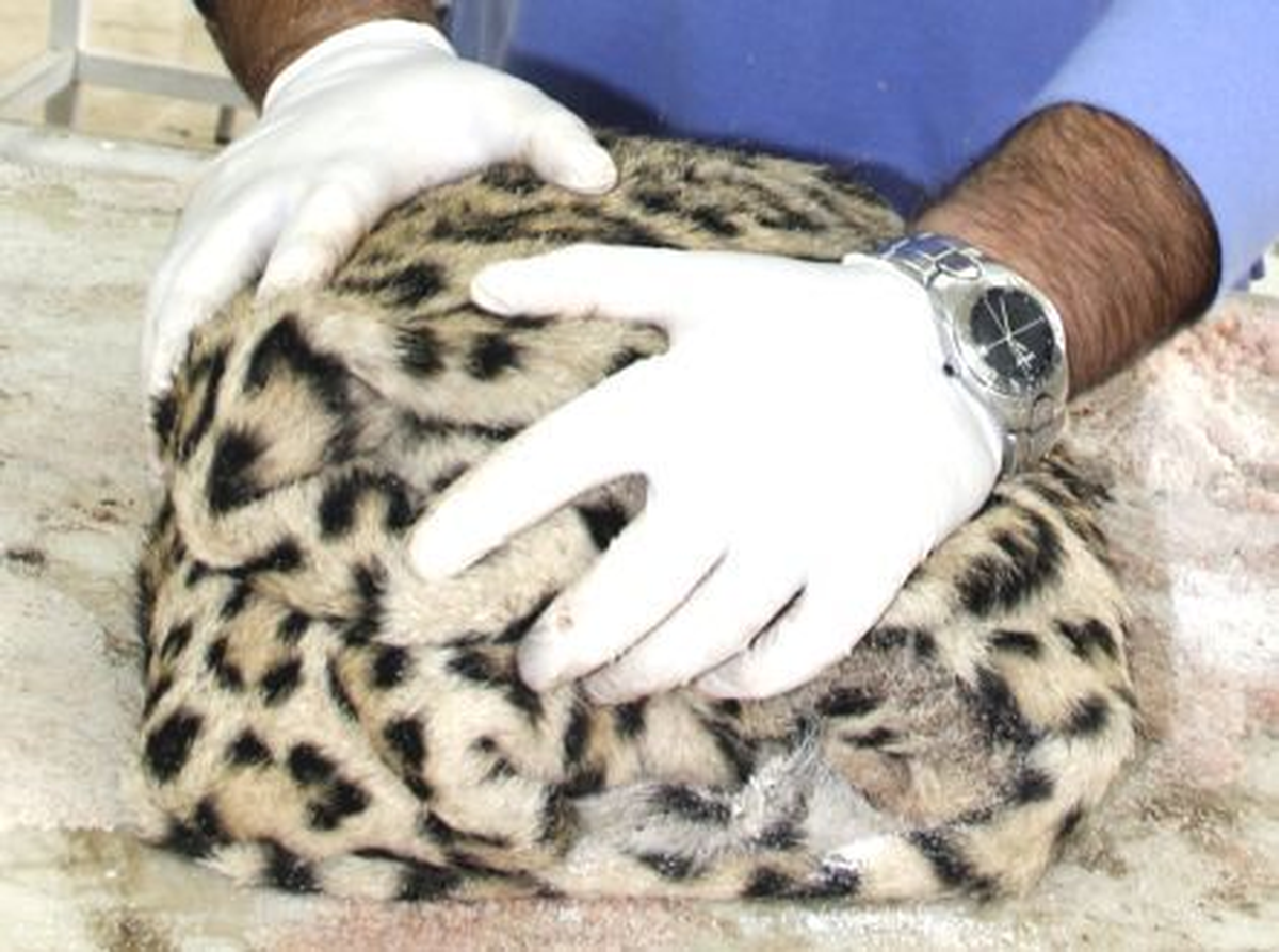 Öldürülen Leopar İstanbul\'a Gönderiliyor