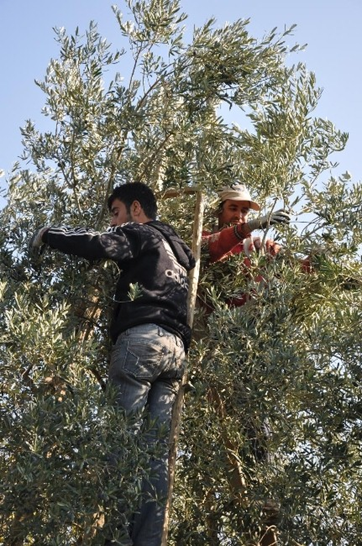 Suriyeli Mülteciler Bursa\'da Zeytin Topluyor