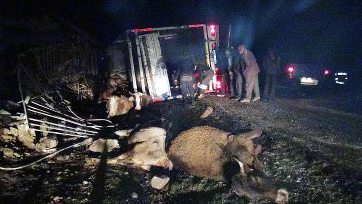Tır Devrildi; Sürücü Öldü, 40 Hayvan Telef Oldu